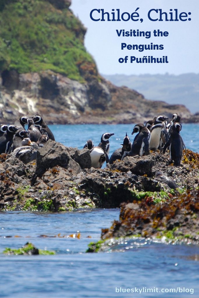 Chiloé, Chile- Visiting the Penguins of Puñihuil